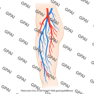 Vasculature thigh on body