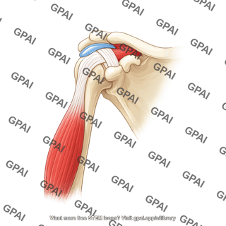 Shoulder anatomy with subacromial bursae
