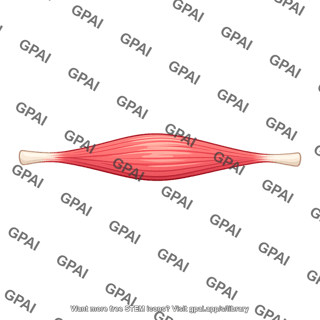 Skeletal muscle