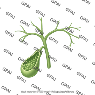 Gallbladder with biliary tree