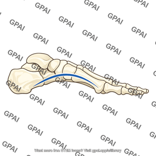 Medial arch of foot