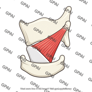 Cricothyroid muscle oblique part