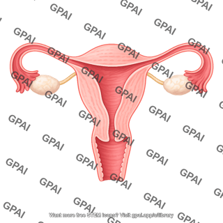 Female reproductive system half cross section 1