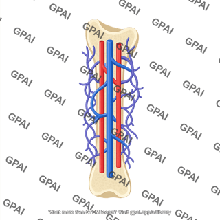 Humerus anterior section vasculature