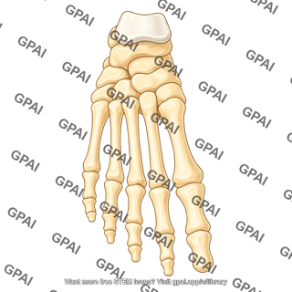 Foot bones dorsal 1