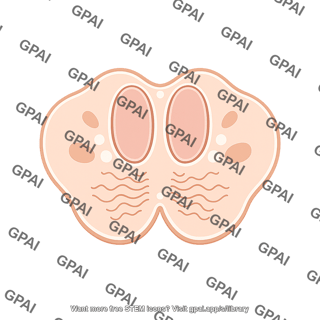 Brainstem cross section medulla dorsal column blank