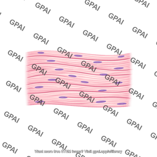 Tendon longitudinal cross section