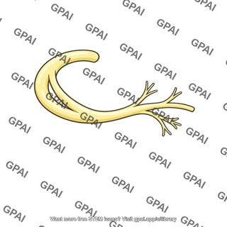 Nerve branch