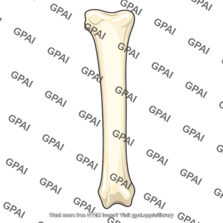 Long bone