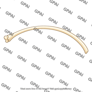 Rib bone