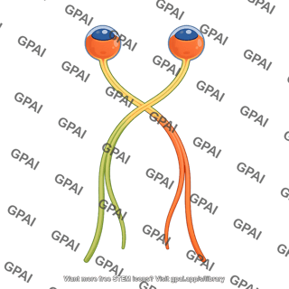 Optic chiasm with tracts