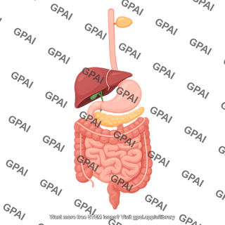Digestive system 764