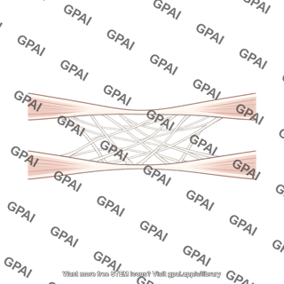 Intercrural fiber