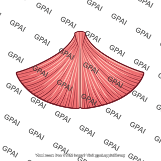 Middle constrictor muscle