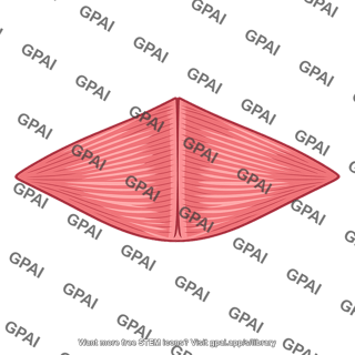 Mylohyoid muscle