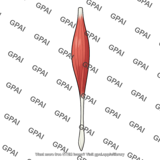 Semitendinosus muscle