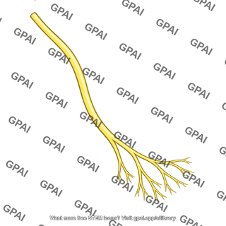 Branching nerve