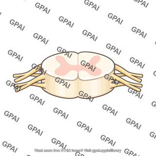 Lumbar spinal segment