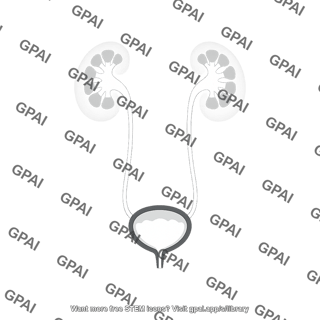 Urinary system