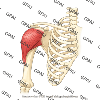Deltoid anterior