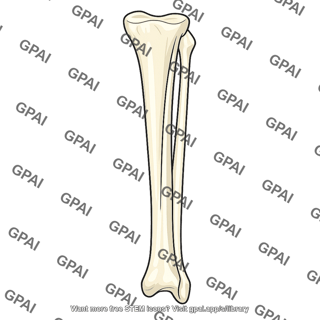 Tibia and fibula
