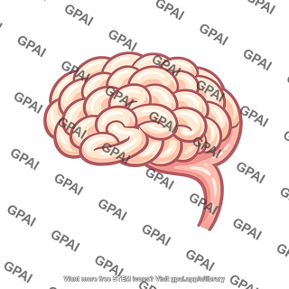 Human brain