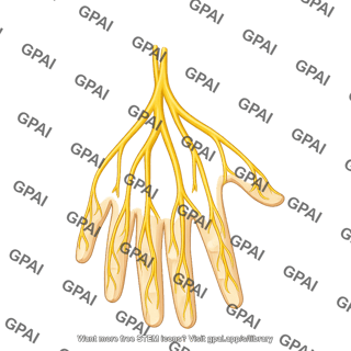 Peripheral nerves hand anterior