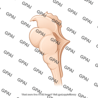 Brainstem sagittal