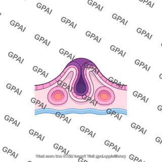 Neural tube development stage 6
