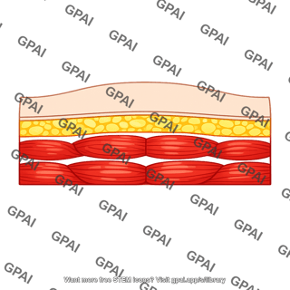 Upper abdominal wall