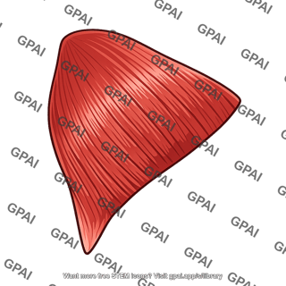 Gluteus maximus muscle