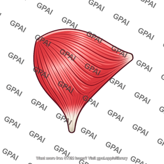 Gluteus medius muscle