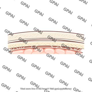 Skin cross section