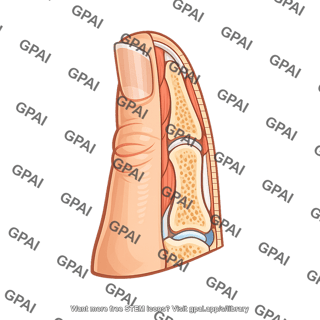 Lateral half of thumb