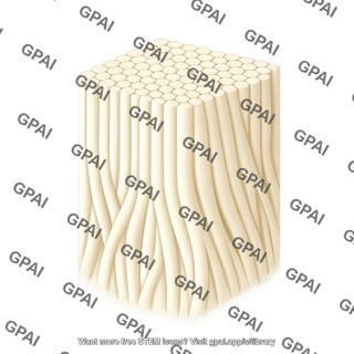 Dental enamel tissue