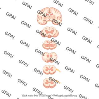 Central nervous system cross sections