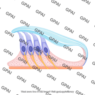 Organ of corti