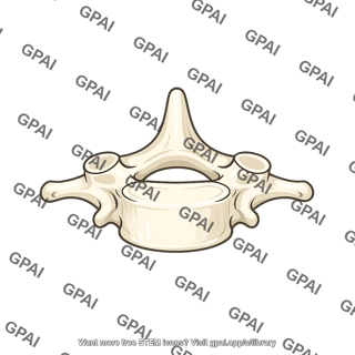 Vertebra prominens