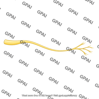 Visceral branch