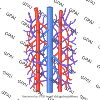 Bone marrow vasculature