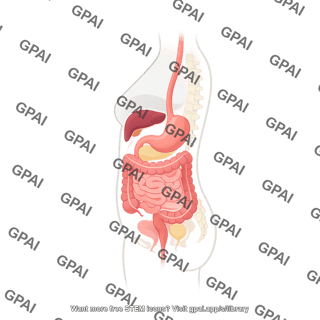 Adult female sagittal