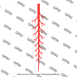 Superior rectal artery terminal branch