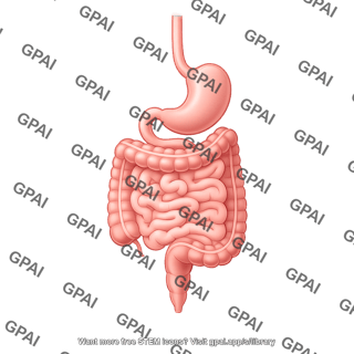 Gi tract schematic