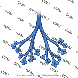 Lung development 2. pseudoglandular
