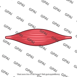 Fusiform muscle