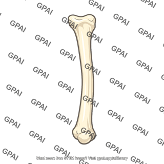 Metacarpal v