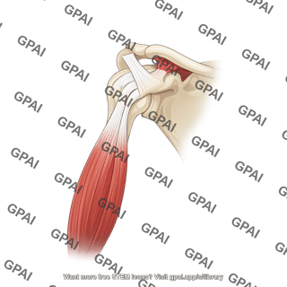 Shoulder anatomy