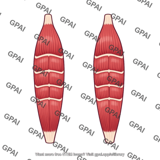 Rectus abdominis muscle