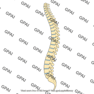 Spine lateral 300