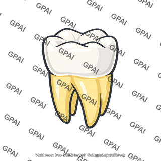 First molar tooth